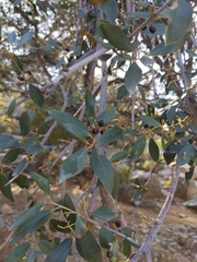 Olea europaea