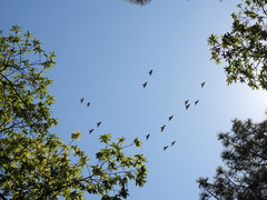 Rhynchopsitta terrisi