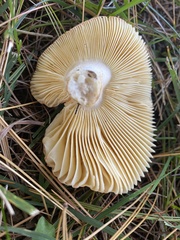 Russula bicolor