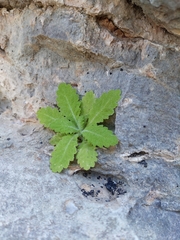 Dionysia mira