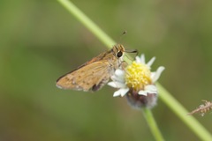 Hylephila phyleus phyleus