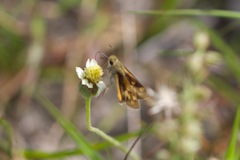 Hylephila phyleus phyleus