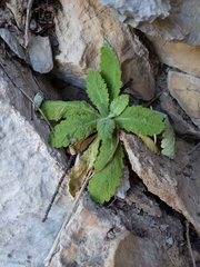 Dionysia mira