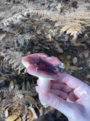 Russula