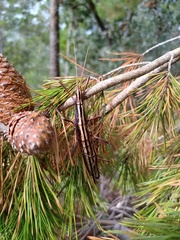 Anisomorpha buprestoides