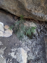 Juniperus seravschanica