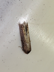 Blastobasis maroccanella