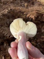 Russula