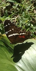 Anartia fatima colima