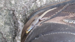 Gonatodes albogularis albogularis