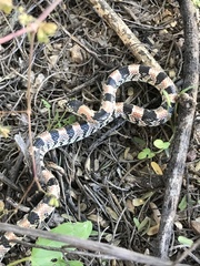 Rhinocheilus lecontei