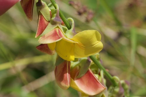 Rattleweed
