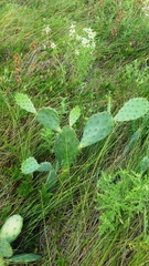 Opuntia bentonii