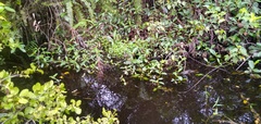 Stipularia africana