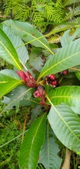 Stipularia africana