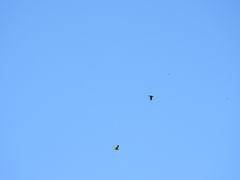 Rhynchopsitta terrisi