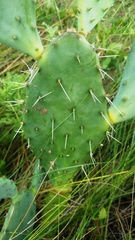 Opuntia bentonii