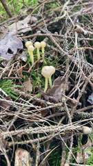 Mycena epipterygia