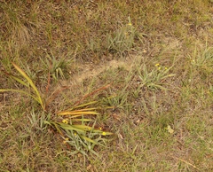 Hypoxis villosa
