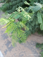 Vachellia nilotica