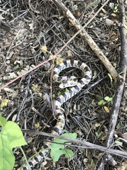 Rhinocheilus lecontei