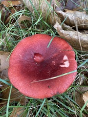 Russula