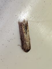 Blastobasis maroccanella