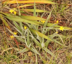 Hypoxis villosa