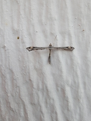 Anstenoptilia marmarodactyla