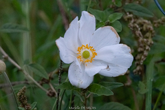 Anemoneae