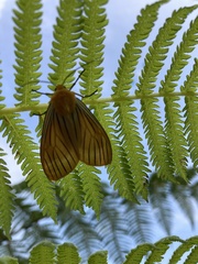 Pseudischnocampa nervosa