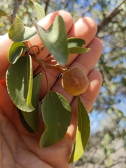 Ziziphus hajarensis