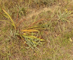 Hypoxis villosa