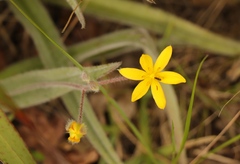 Hypoxis villosa