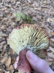 Russula