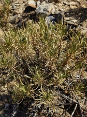 Euryops arabicus