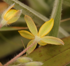 Hypoxis villosa