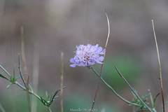 Scabiosa triandra