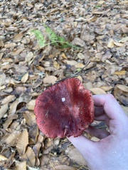 Russula