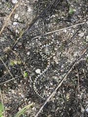 Rhinocheilus lecontei