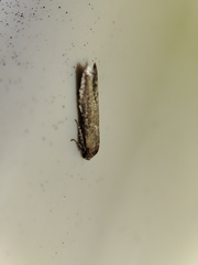 Blastobasis maroccanella