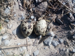 Burhinus capensis