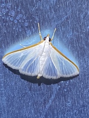 Diaphania costata
