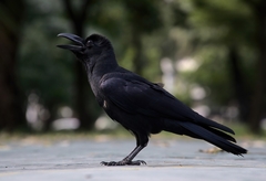 Corvus macrorhynchos levaillantii