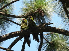 Rhynchopsitta terrisi