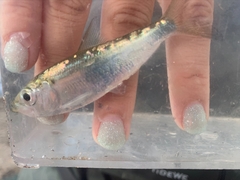 Alosa pseudoharengus