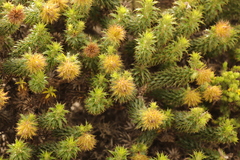 Cullumia carlinoides