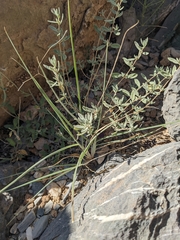 Teucrium polium