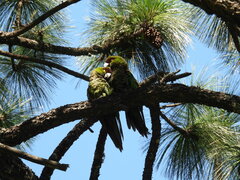 Rhynchopsitta terrisi