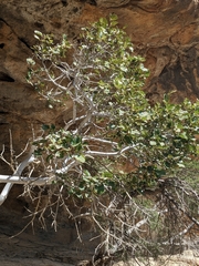 Ficus johannis